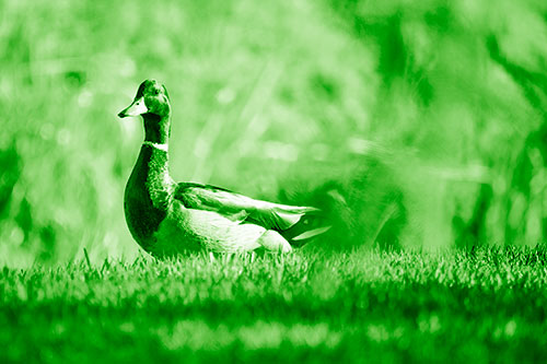 Duck On The Grassy Horizon (Green Shade Photo)