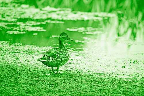 Duck Walking Through Algae For A Lake Swim (Green Shade Photo)