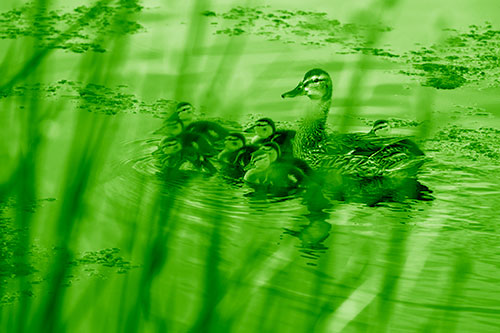 Ducklings Surround Mother Mallard (Green Shade Photo)