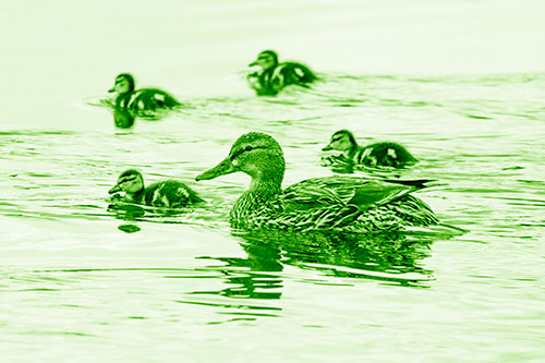 Ducklings Swim Along Mother Mallard Duck (Green Shade Photo)