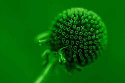 Dying Globosa Billy Button Craspedia Flower (Green Shade Photo)