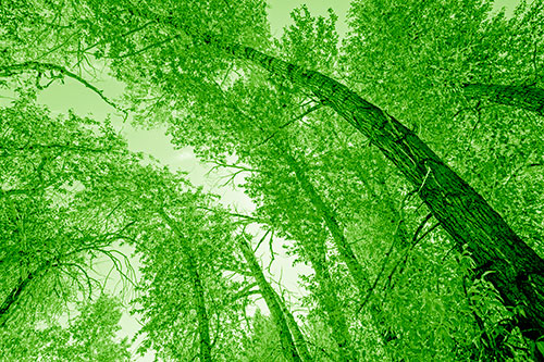 Early Autumn Trees Curving Among Sunlight (Green Shade)