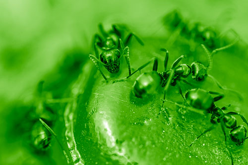 Excited Carpenter Ants Feasting Among Sugary Food Source (Green Shade Photo)