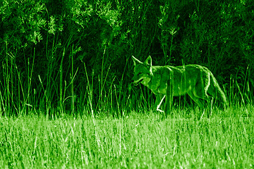 Exhausted Coyote Strolling Along Sidewalk (Green Shade Photo)
