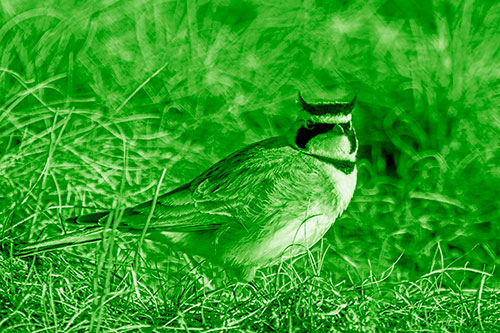 Eye Contact With A Horned Lark (Green Shade Photo)