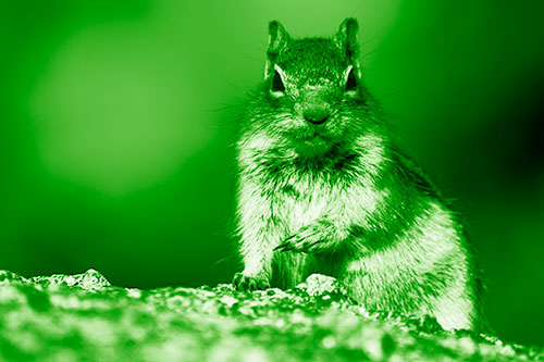 Eye Contact With Wild Ground Squirrel (Green Shade Photo)
