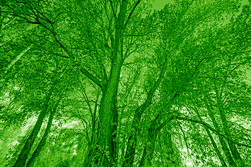 Fall Changing Autumn Tree Canopy Color (Green Shade Photo)