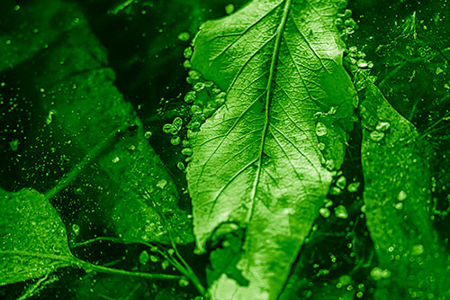 Fallen Autumn Leaf Face Rests Atop Ice (Green Shade Photo)