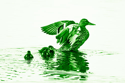 Family Of Ducks Enjoying Lake Swim (Green Shade Photo)