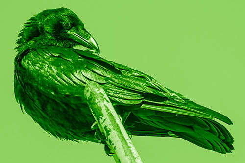 Feather Cleaning Raven Perched Atop Rusted Rail (Green Shade)