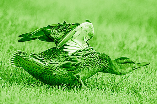 Female Mallard Duck Stretching Among Cut Grass (Green Shade)