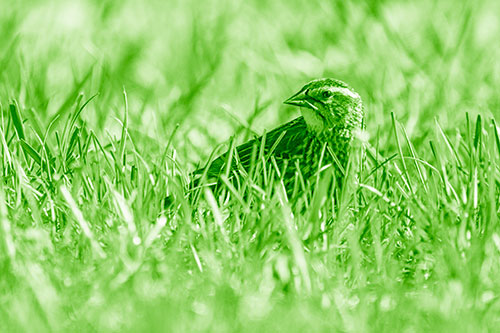 Female Red Winged Blackbird Taking Gander Among Grass (Green Shade)