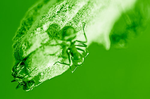 Fire Ants Crawling Among Milkweed Pod (Green Shade)