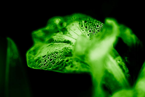Fish Faced Dew Covered Iris Flower Petal (Green Shade Photo)