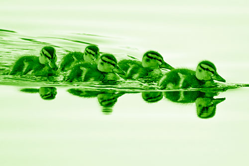 Five Baby Mallard Ducklings Swimming Across Lake Water (Green Shade)