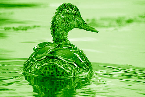 Floating Female Mallard Duck Glancing Sideways (Green Shade)