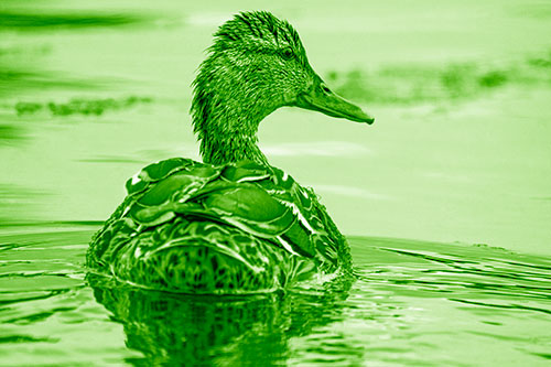Floating Female Mallard Duck Glancing Sideways (Green Shade Photo)