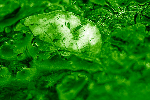 Floating Leaf Face Smirking Among Algae (Green Shade Photo)