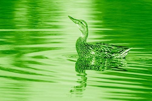 Floating Mallard Duck Watches Dragonfly Buzzing Above (Green Shade)