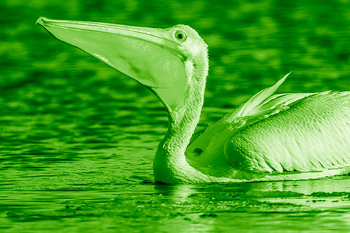 Floating Pelican Swallows Fishy Dinner (Green Shade Photo)