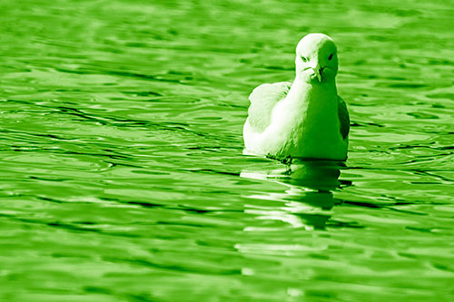Floating Seagull Making Direct Eye Contact (Green Shade)