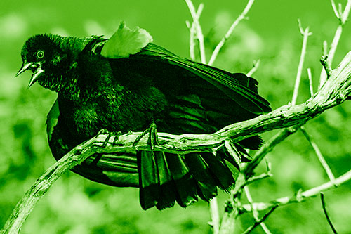Fluffy Red Winged Blackbird Singing Among Curving Branch (Green Shade)