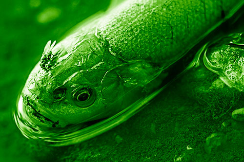 Fly Feasts Among Freshwater Whitefish Eyeball (Green Shade Photo)