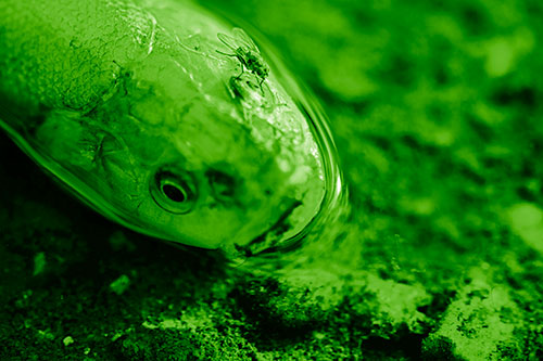 Fly Grooming Atop Dead Freshwater Whitefish Eyeball (Green Shade)