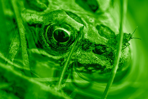 Fly Standing Atop Leopard Frogs Nose (Green Shade Photo)