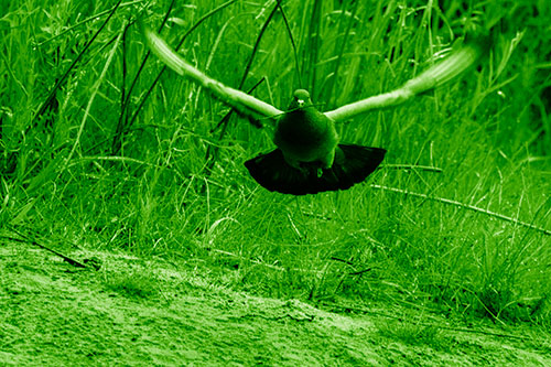 Flying Pigeon Collecting Nest Sticks (Green Shade Photo)