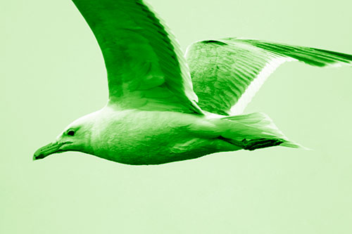 Flying Seagull Close Up During Flight (Green Shade Photo)