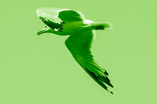 Flying Seagull Searching For Fishy Breakfast (Green Shade)