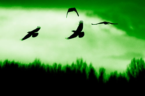 Four Crows Flying Above Trees (Green Shade Photo)