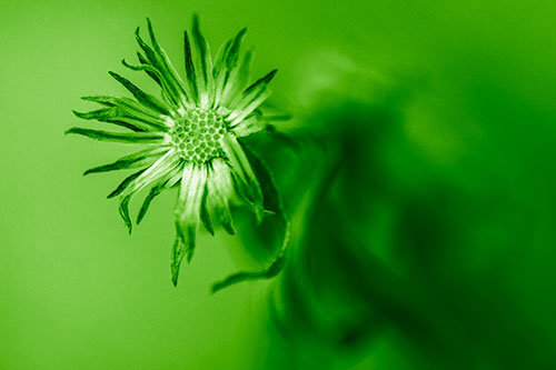 Freezing Aster Flower Shaking Among Wind (Green Shade Photo)