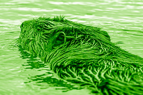 Frightened Beaver Swims Upstream River (Green Shade Photo)