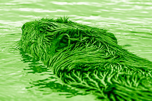 Frightened Beaver Swims Upstream River (Green Shade)