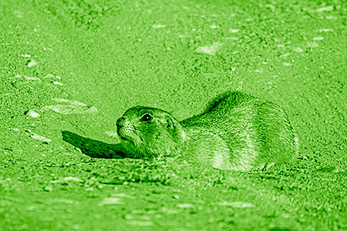 Frightened Russet Ground Squirrel Crouching Atop Dirt Mound (Green Shade)