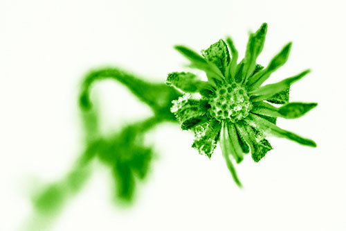 Frozen Ice Clinging Among Bending Aster Flower Petals (Green Shade Photo)