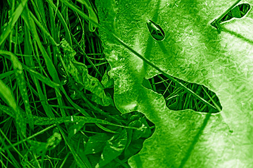 Frozen Protruding Grass Bladed Ice Face (Green Shade Photo)