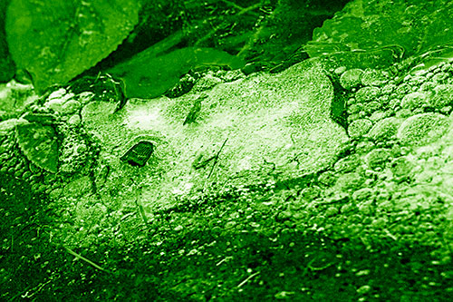 Frozen Rubber Eyed Ice Face Smiling Among Floating Leaves (Green Shade)