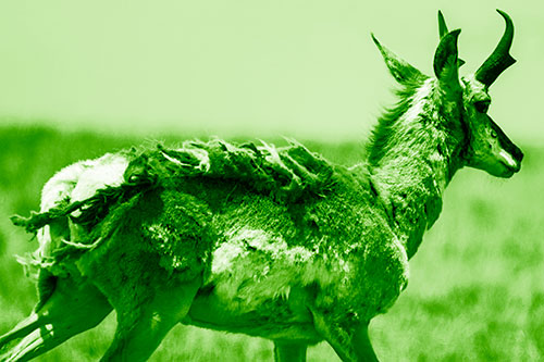 Fur Shedding Pronghorn Walking Along Grass (Green Shade)