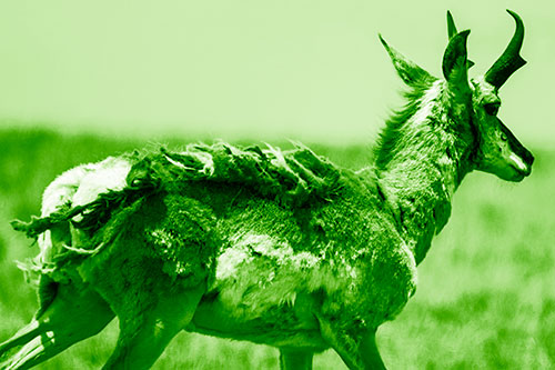 Fur Shedding Pronghorn Walking Along Grass (Green Shade Photo)