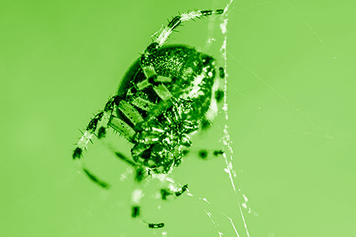 Furrow Orb Weaver Spider Descends Down Web (Green Shade Photo)