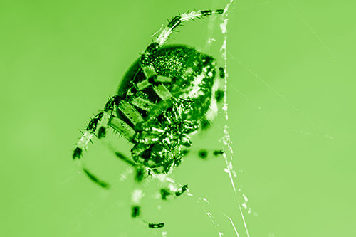 Furrow Orb Weaver Spider Descends Down Web (Green Shade)