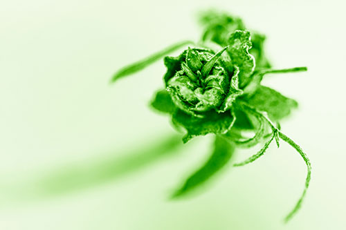 Fuzzy Blossoming Willow Cone Gall Midge (Green Shade Photo)