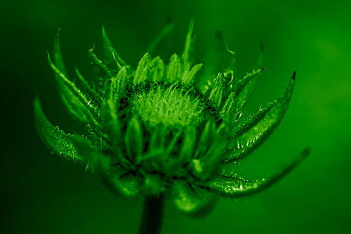 Fuzzy Unfurling Sunflower Bud Blooming (Green Shade Photo)