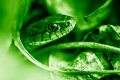 Garter Snake Peeking Out Dirt Tunnel (Green Shade Photo)