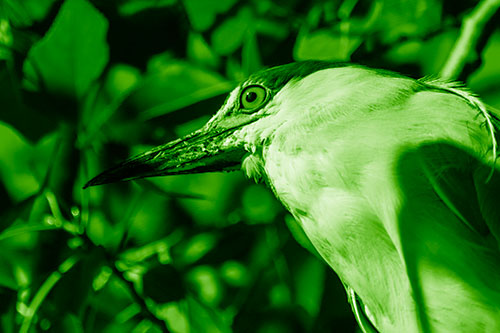 Gazing Black Crowned Night Heron Among Tree Branches (Green Shade Photo)