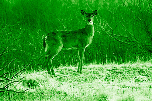Gazing White Tailed Deer Standing Atop High Ground (Green Shade Photo)