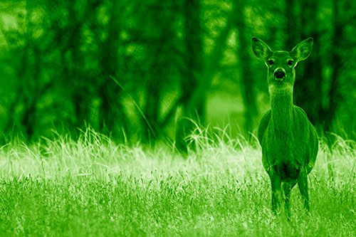 Gazing White Tailed Deer Watching Among Feather Reed Grass (Green Shade Photo)